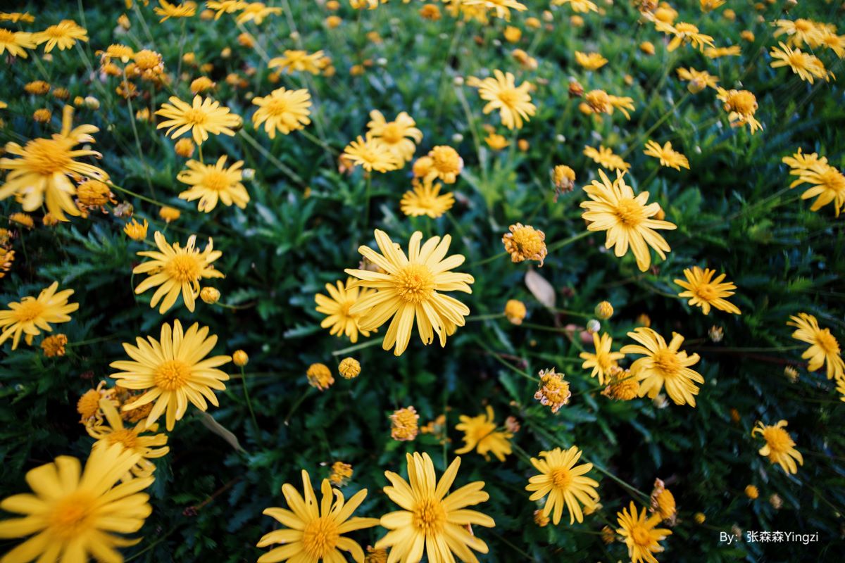Field of yellow flowers captured using TTARTISAN 10MM F2 APS-C lens