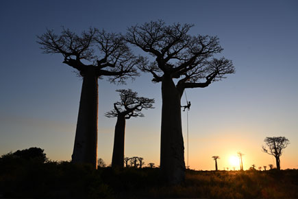 Three majestic baobab trees with the rising sun in the backgroun