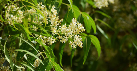 Melia Azadirachta Flower