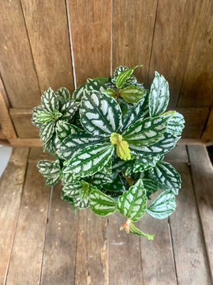 Aluminum Plant - Plantique