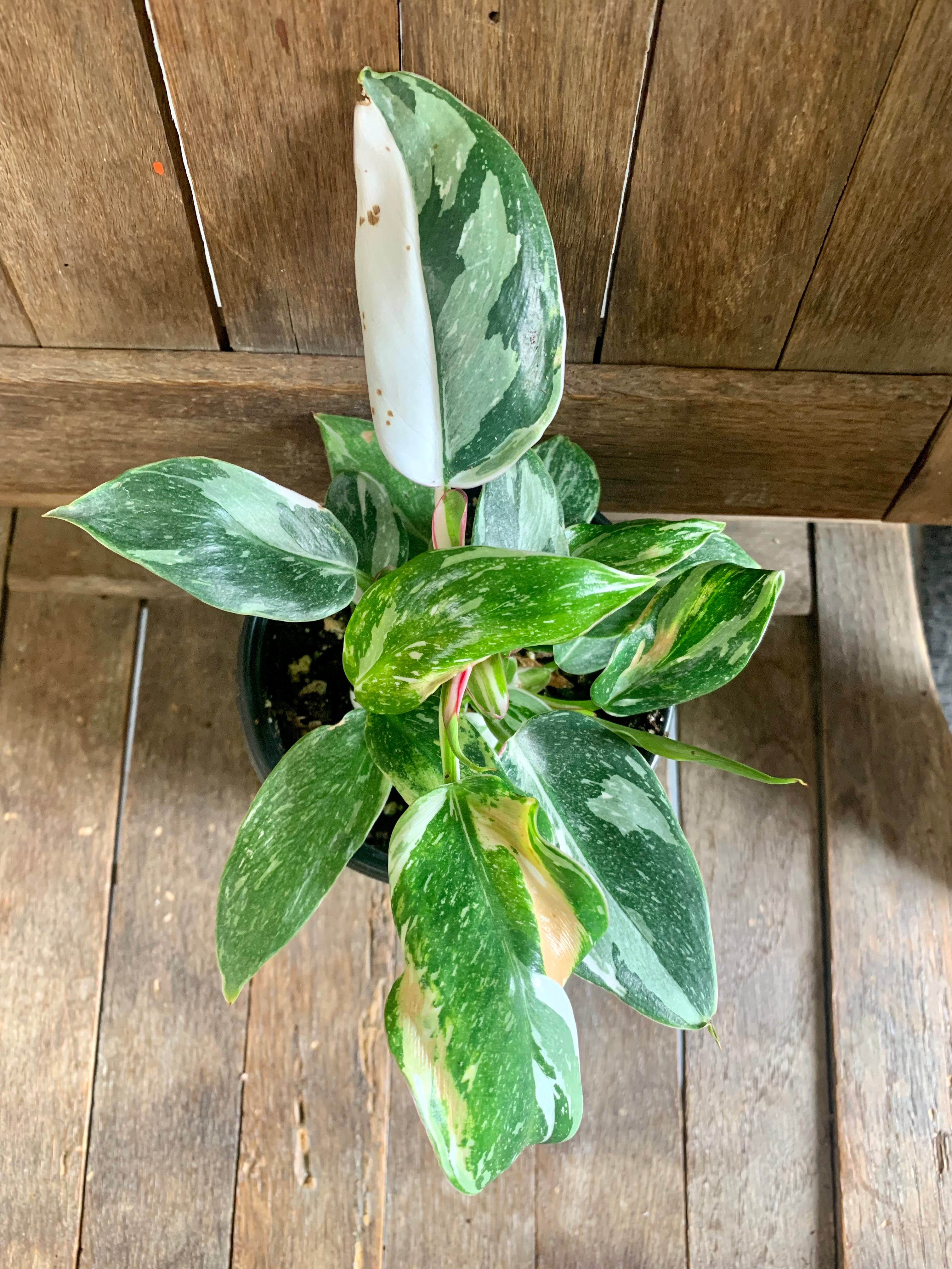Philodendron White Princess