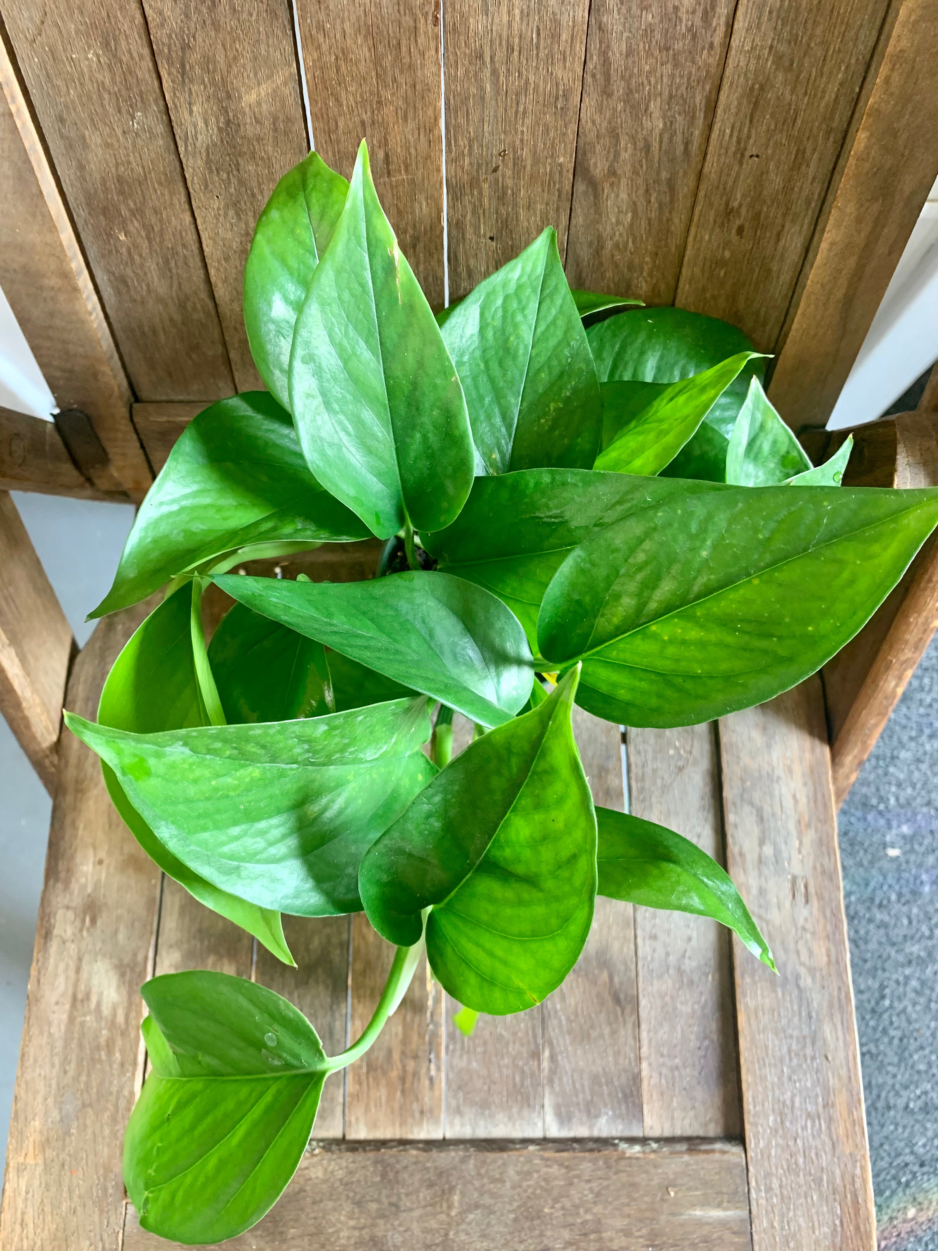 Jade Pothos