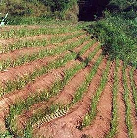 Vetiver Terraces