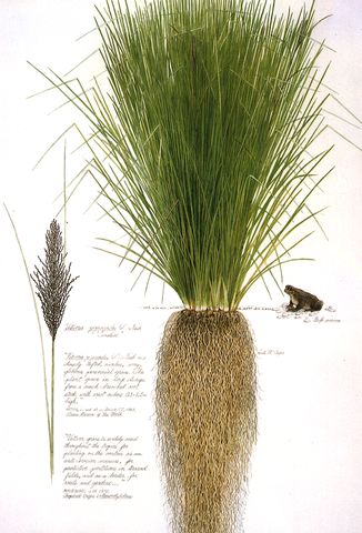 Vetiver Plant