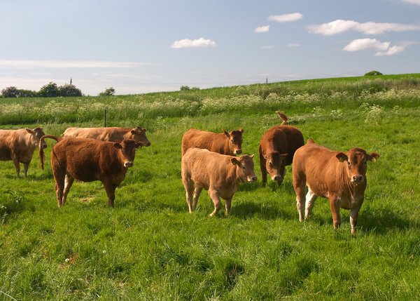 Effektive Mikroorganismen in der Tierhaltung