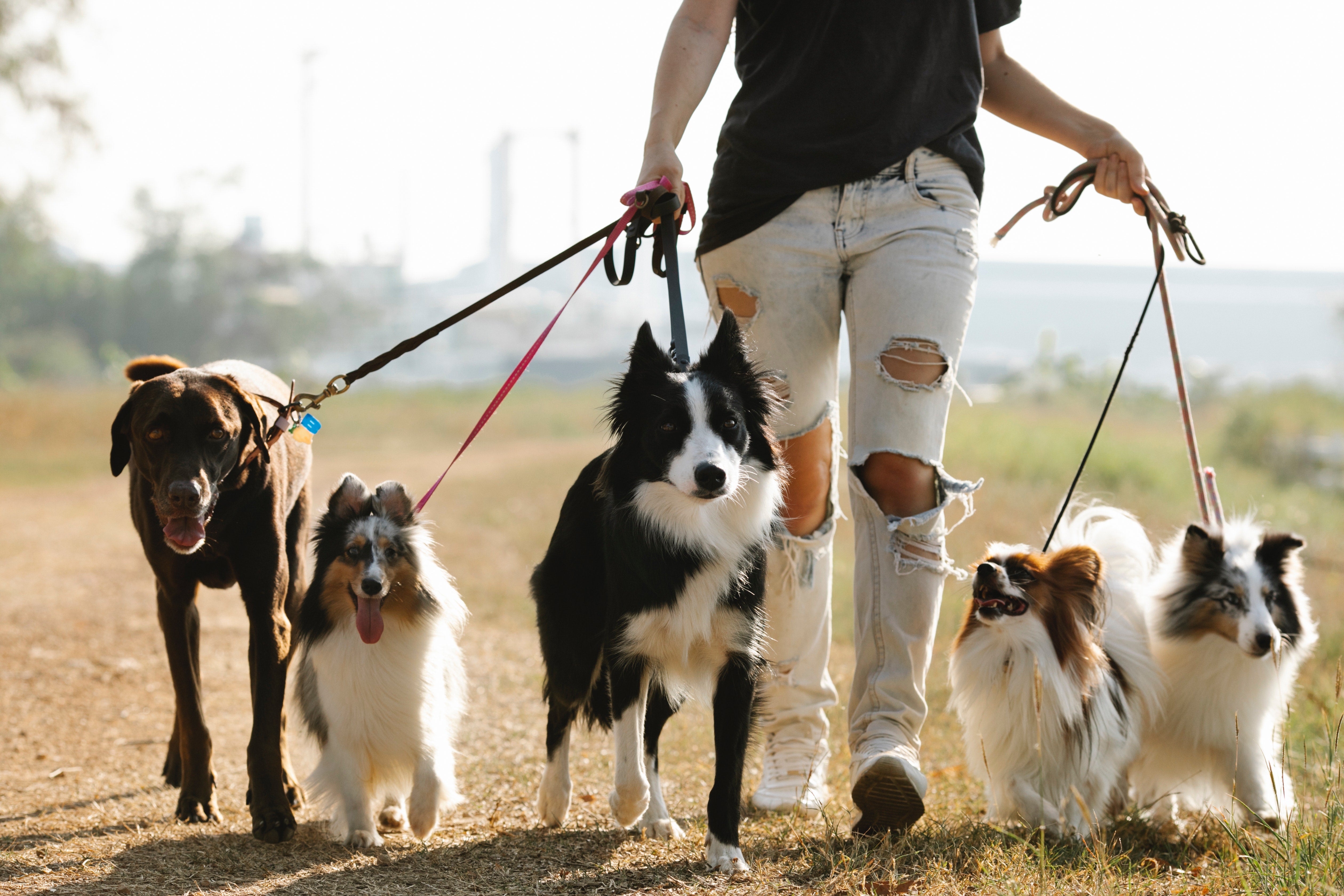A group of five dogs, left to right brown, white and brown, black and white, white and brown, and white and brown, on leashes being walked by a human with a black shirt and ripped light wash jeans.
