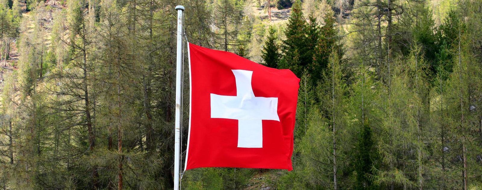 drapeau suisse foret