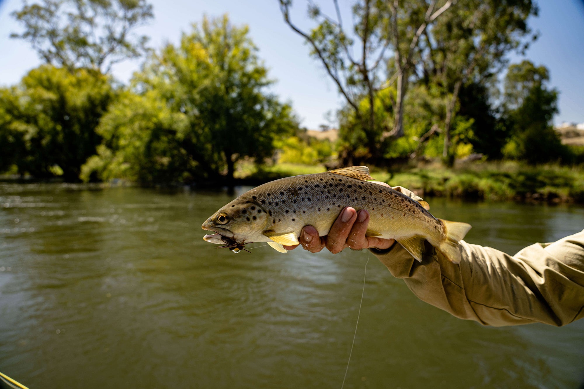 Tumut River Hopper Eating Brown Fly Fishing Drift Boat