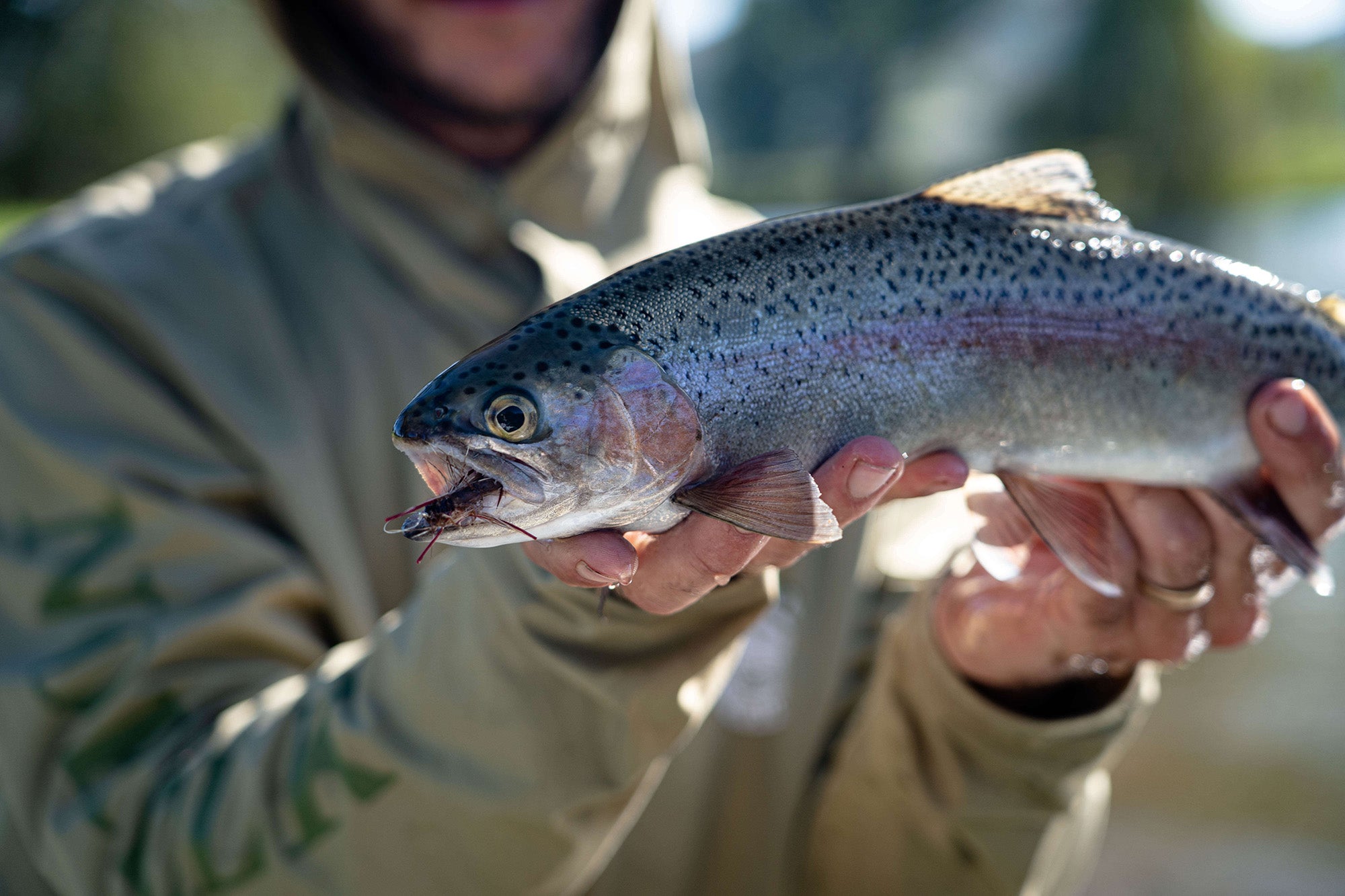 Tumut River Hopper Eating Brown Fly Fishing Drift Boat