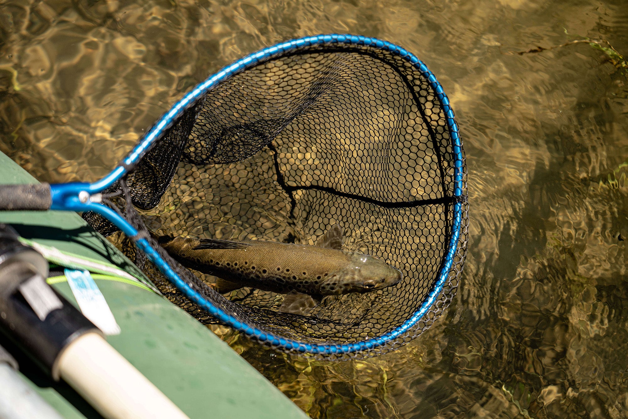 Tumut River Hopper Eating Brown Fly Fishing