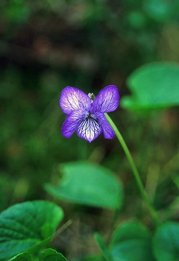 Iris Flower Essence - Freedom Flowers® LLC