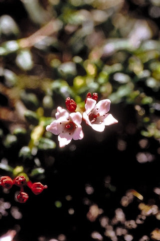 Alpine Azalea - <i>Loiseleuria procumbens</i>