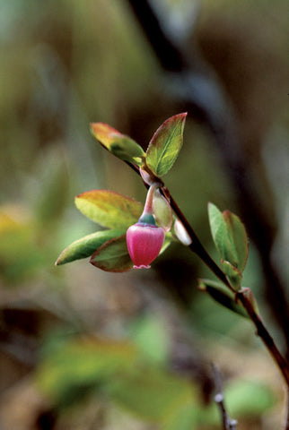 Blueberry Pollen - <i>Vaccinium uliginosum</i>