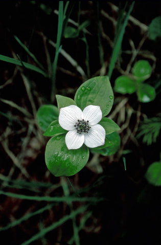 Bunchberry - <i>Cornus canadensis</i>