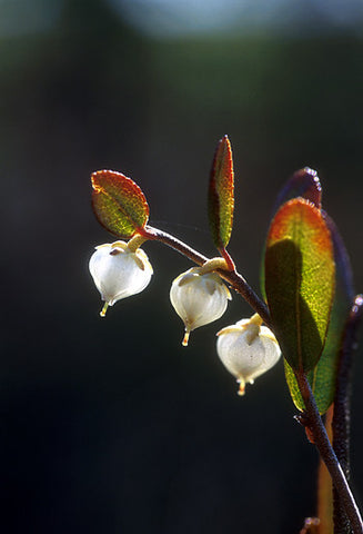 Cassandra - <i>Chamaedaphne calyculata</i>