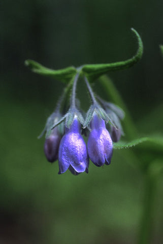 Chiming Bells - <i>Mertensia paniculata</i>