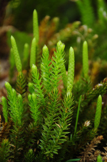 download free club moss