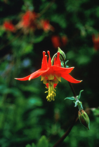 Columbine - <i>Aquilegia formosa</i>