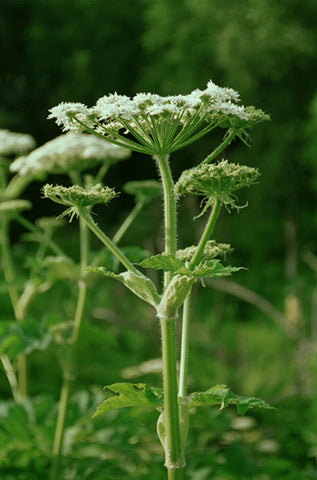 Cow Parsnip - <i>Heracleum lanatum</i>