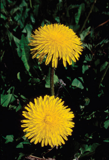 Dandelion - Taraxacum officinale