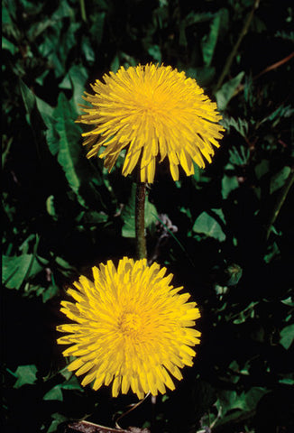 Dandelion - <i>Taraxacum officinale</i>