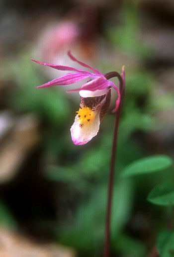 Northern Lady's Slipper Flower Essence - Cypripedium passerinum 