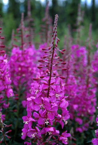 Fireweed - <i>Epilobium angustifolium</i>