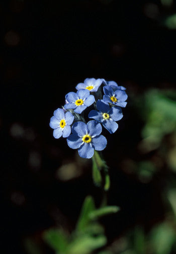  Forget Me Not Myosotis alpestris Alaskan Essences 