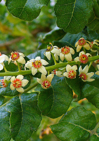 Boswellia sacra