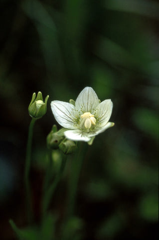 Grass of Parnassus - <i>Parnassia palustris</i>