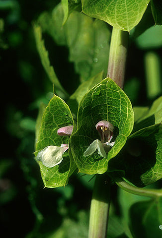 Green Bells of Ireland - <i>Molucella laevis</i>