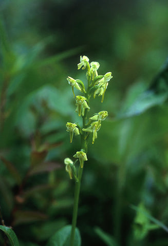 Green Bog Orchid - <i>Platanthera obtusata</i>