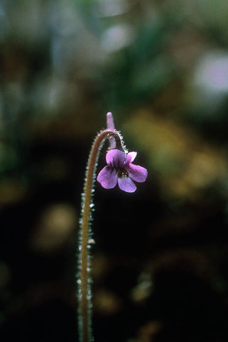 Hairy Butterwort - <i>Pinguicula villosa</i>