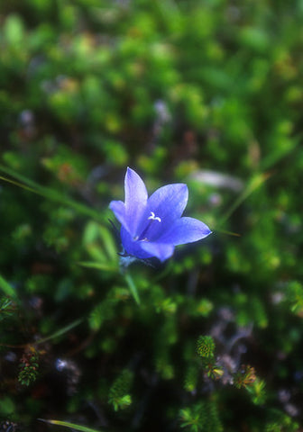 Harebell - <i>Campanula lasiocarpa</i>