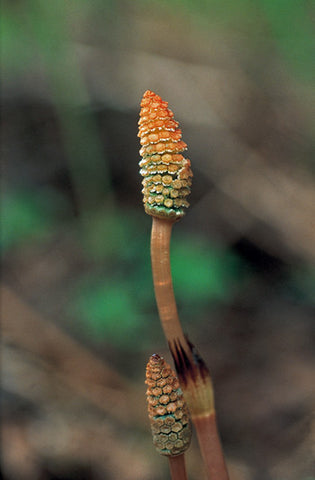 Horsetail - <i>Equisetum arvense</i>