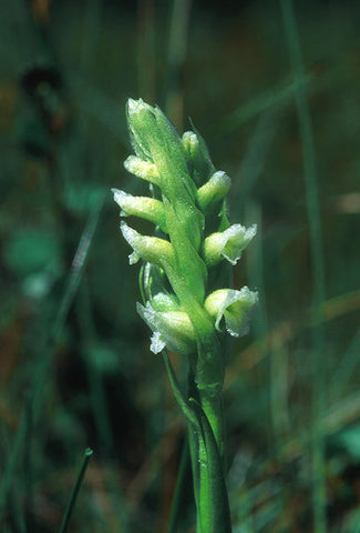 Ladies' Tresses - <i>Spiranthes romanzoffiana</i>