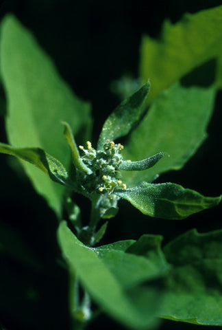 Lamb's Quarters - <i>Chenopodium album</i>