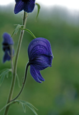 Monkshood - <i>Aconitum delphinifolium</i>