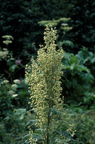 Mountain Wormwood - <i>Artemisia tilesii</i>