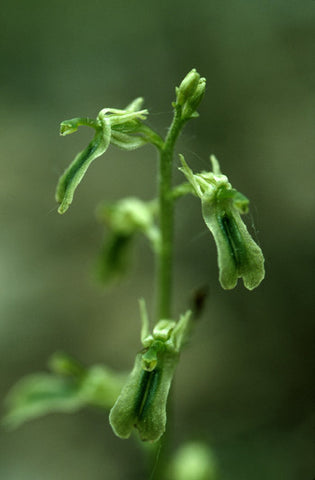 Northern Twayblade - <i>Listera borealis</i>