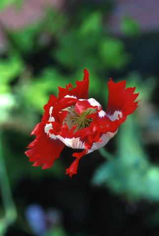 Opium Poppy - <i>Papaver commutatum</i>