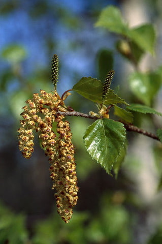 Paper Birch - <i>Betula papyrifera</i>