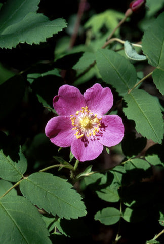 Prickly Wild Rose - <i>Rosa acicularis</i>