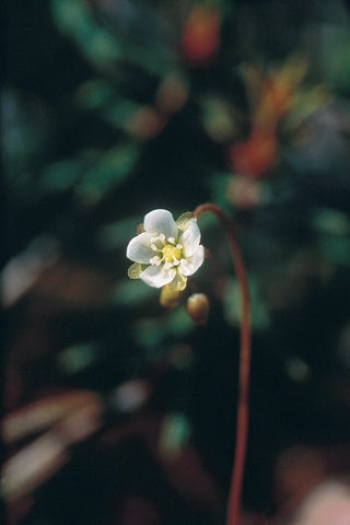 Round-Leaved Sundew - <i>Drosera rotundifolia</i>