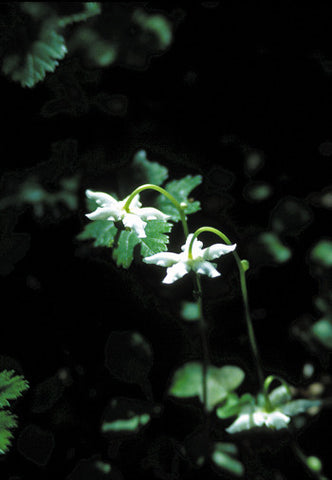 Single Delight - <i>Moneses uniflora</i>