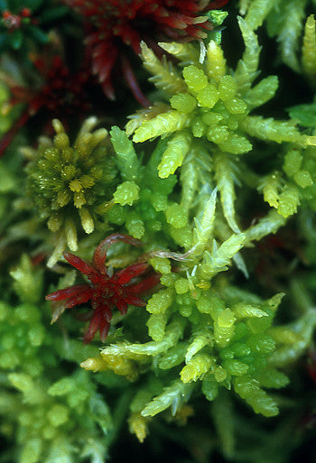 download sphagnum moss