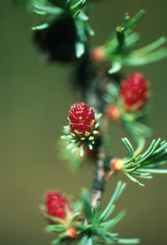 Tamarack - <i>Larix larcina</i>