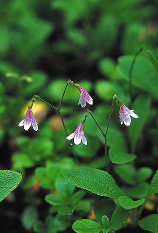 Twinflower - <i>Linnaea borealis</i>