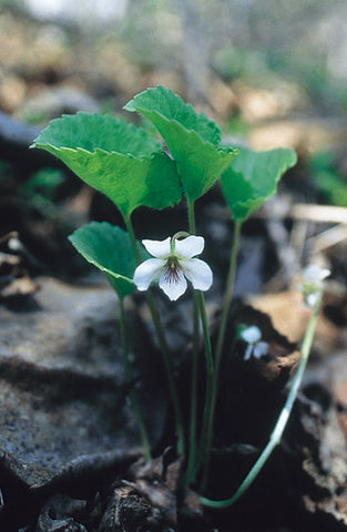 White Violet - <i>Viola renifolia</i>