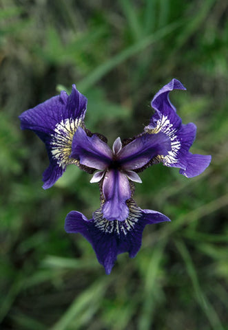 Wild Iris - <i>Iris setosa</i>